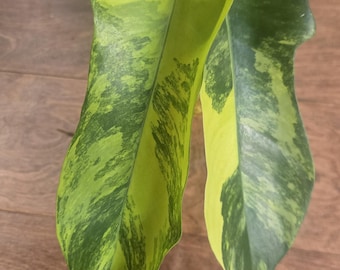 Florida Beauty x  Jose Buono Philodendron  - Rare - Tropical House Plant