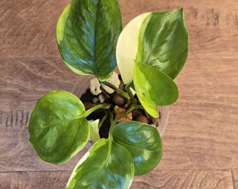 Pothos & Epi