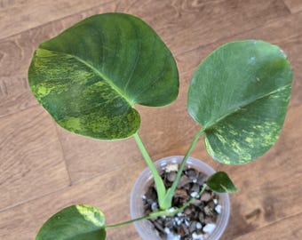 Monstera  Aurea    - Rare - Tropical House Plant - 3.5 inch pot