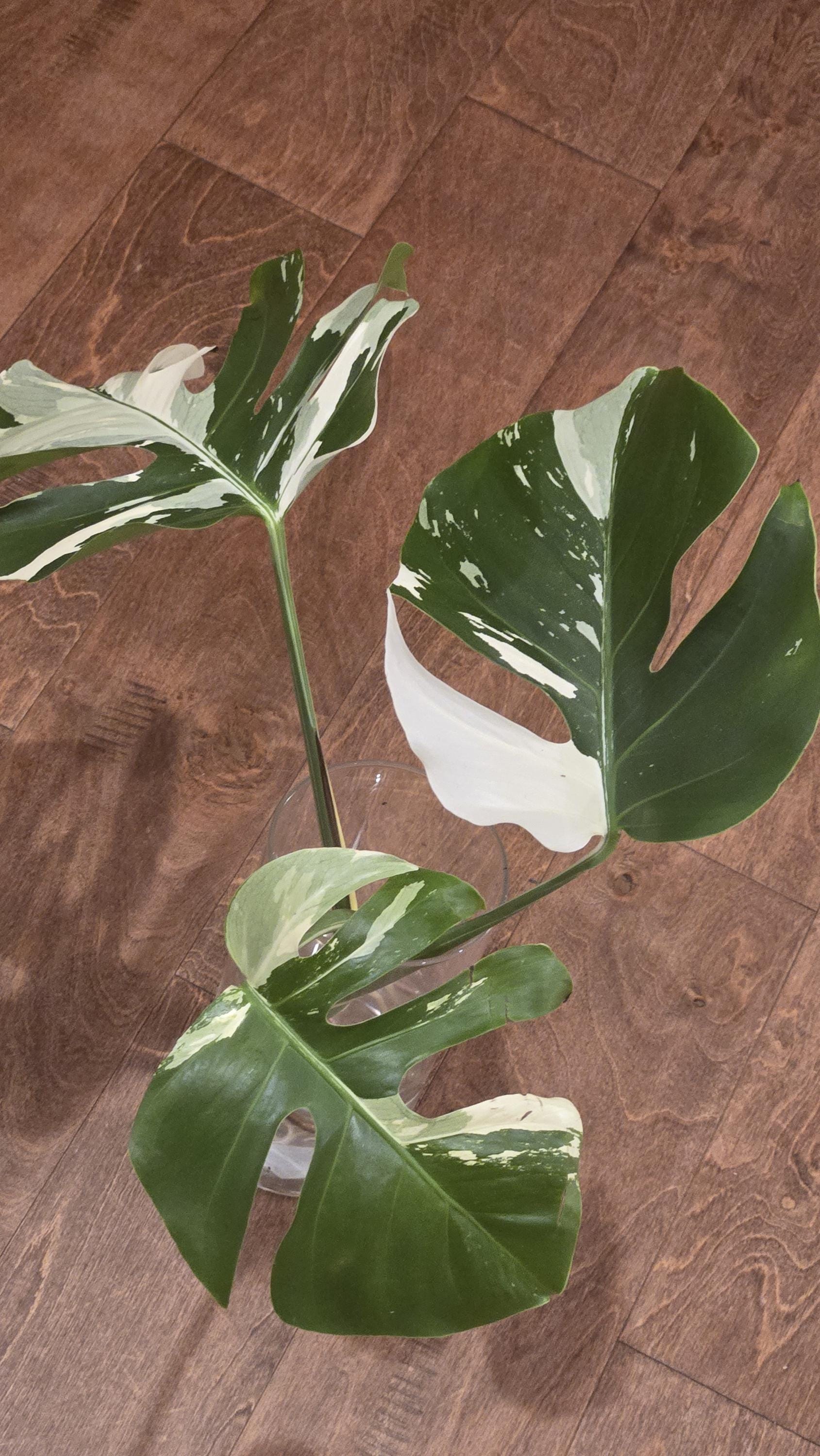 Monstera Mint NOID (Jungle Mint) - Rare - Tropical House Plant