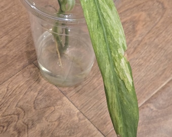 Paloraense  albo variegated - Rare - Tropical House Plant