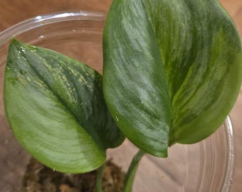 Rare Monstera Deliciosa Green on Green - Etsy Rare Monstera Deliciosa Green on Green - Etsy