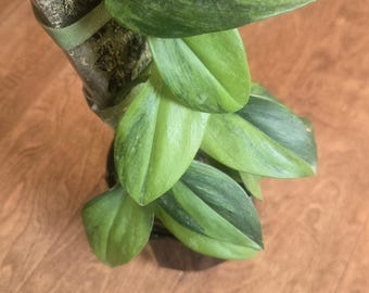 Green on Green Rubicon  Scindapsus -  Rare - Tropical House Plant -5  inch