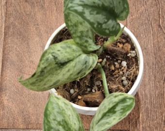 Peasun  Scindapsus -  Rare - Tropical House Plant - Live Plant - 3 inch pot