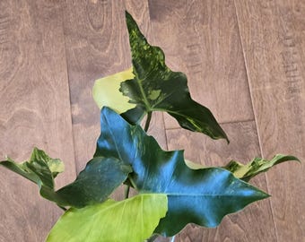 Philodendrons