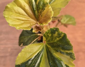 Begonias