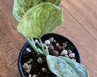 Scindapsus