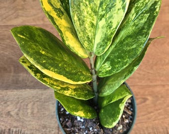 Variegated ZZ -   Rare - Tropical House Plant - Live Plant