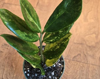 Variegated ZZ -   Rare - Tropical House Plant - Live Plant
