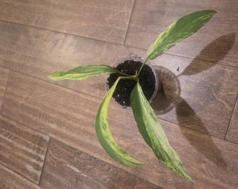Anthuriums