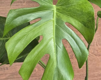 Rare Monstera Deliciosa Green on Green - Etsy Rare Monstera Deliciosa Green on Green - Etsy