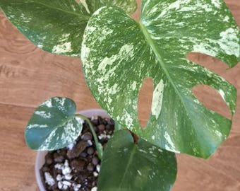 Monstera Mint    - Rare - Tropical House Plant - 5  inch pot