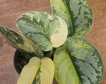 Aurea Exotica Scindapsus   -  Rare - Tropical House Plant - 4 inch pot