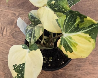 Variegated Gloriosum- Rare - Tropical House Plant - Live Plant - 3.5 inch pot