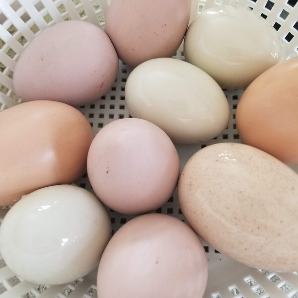 Vintage painted ceramic egg assortment, varying colors