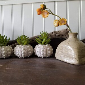 May include: Three white sea urchin planters with green succulents are arranged on a wooden surface. A small, speckled, ceramic vase with a single stem of orange flowers sits in the center.