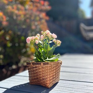 May include: A small potted plant with pink flowers in a woven brown basket. The plant is sitting on a light gray wooden surface.