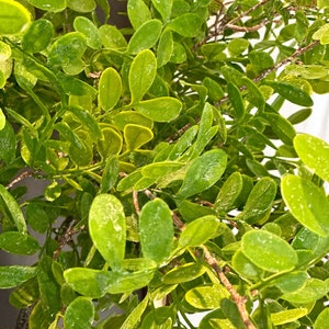 May include: A close-up of a green artificial plant with small leaves. The plant is in a pot, but the pot is not visible in the image.