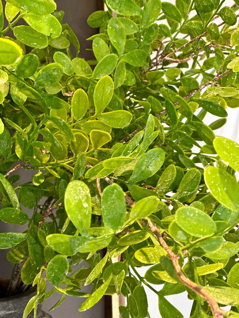 May include: A close-up of a green artificial plant with small leaves. The plant is in a pot, but the pot is not visible in the image.