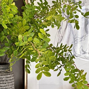 May include: A green leafy plant with small leaves in a gray textured vase. The plant is in front of a framed picture with a black and white drawing.