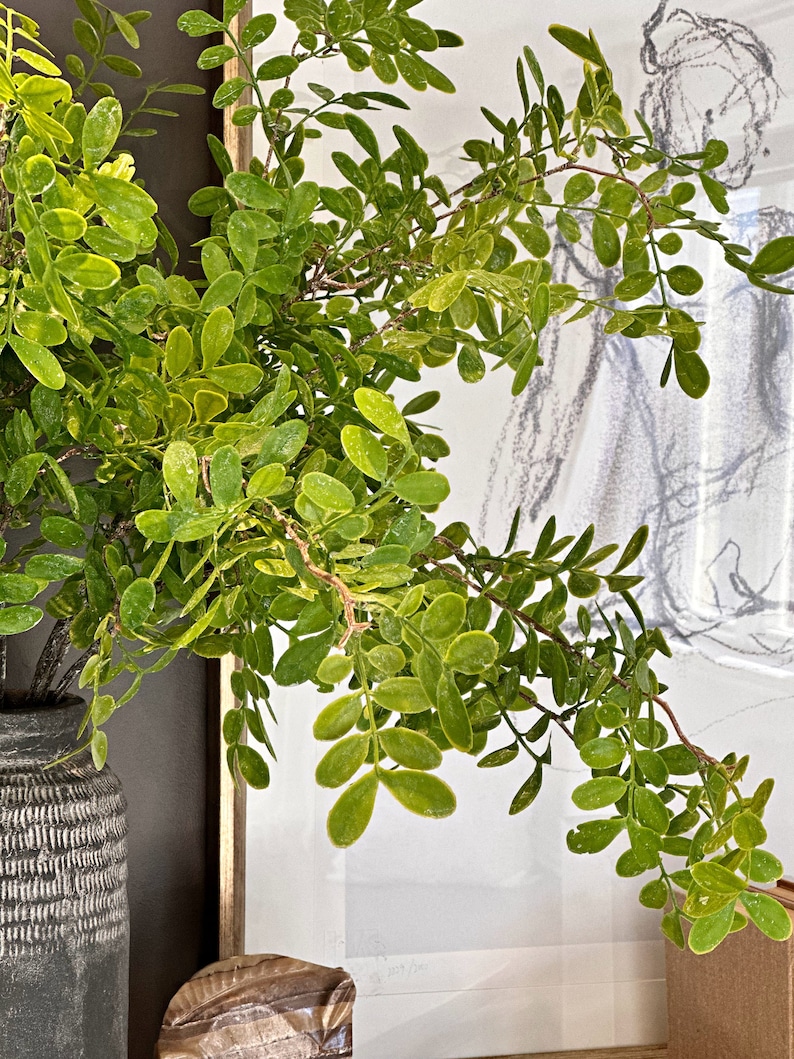 May include: A green leafy plant with small leaves in a gray textured vase. The plant is in front of a framed picture with a black and white drawing.