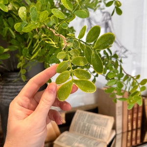May include: A close-up of a green leafy plant with a hand reaching out to touch the leaves. The plant is in a pot and there are books in the background.