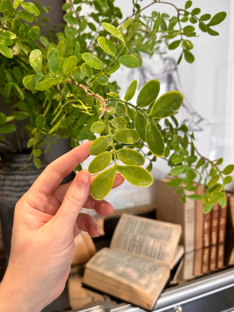 May include: A close-up of a green leafy plant with a hand reaching out to touch the leaves. The plant is in a pot and there are books in the background.