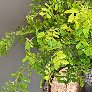 May include: A green leafy plant with small leaves in a black pot with a decorative brown and gold plate underneath.