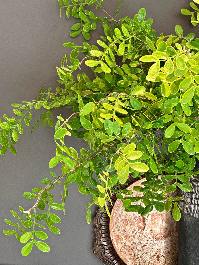 May include: A green leafy plant with small leaves in a black pot with a decorative brown and gold plate underneath.