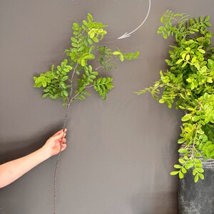 May include: A single green leafy branch with a brown stem, 39 inches long. The branch is held in a hand against a gray wall. The text "SOLD PER ONE BRANCH AS SHOWN HERE. 39" LONG (100cm)" is written above the branch.