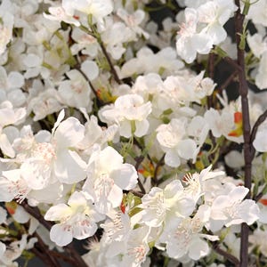 May include: A close-up of a white cherry blossom branch with delicate white flowers and green leaves.