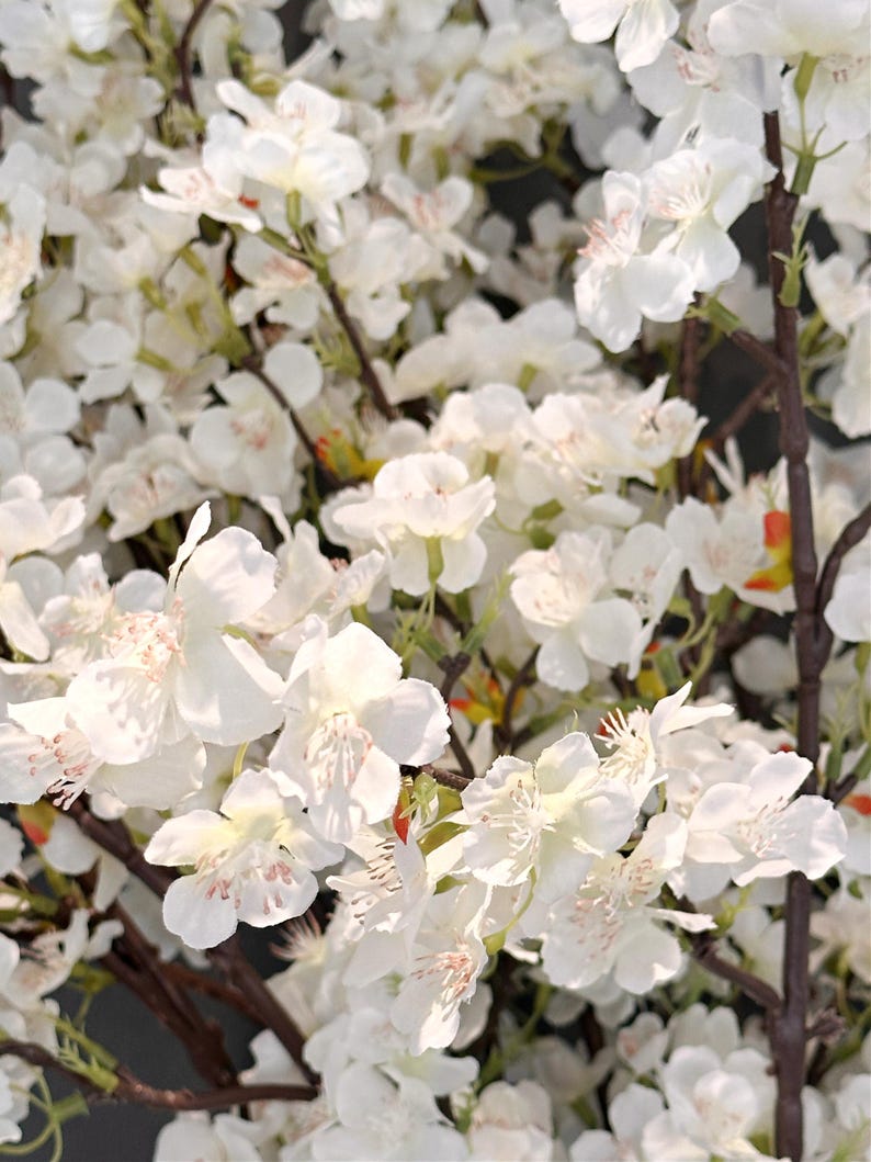 May include: A close-up of a white cherry blossom branch with delicate white flowers and green leaves.