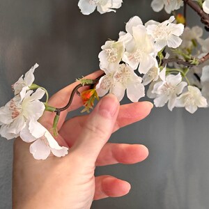 May include: A hand reaches out to touch a branch of white cherry blossoms. The blossoms are delicate and have a soft, white texture. The branch is brown and has green leaves.