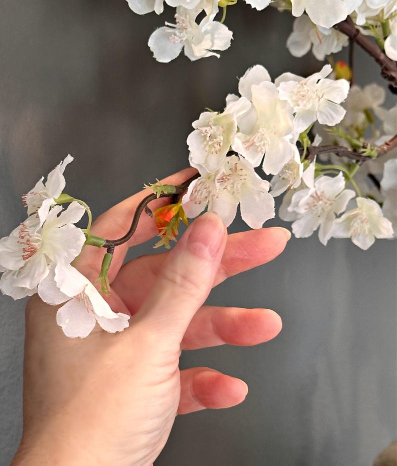 May include: A hand reaches out to touch a branch of white cherry blossoms. The blossoms are delicate and have a soft, white texture. The branch is brown and has green leaves.