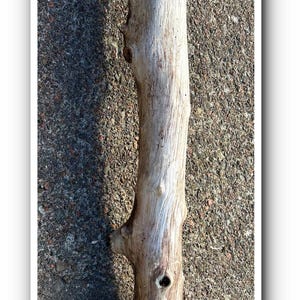 May include: A piece of weathered driftwood, light brown in colour, with a rough texture and several holes. The wood is elongated and appears to be a natural element, possibly for crafting or decor.