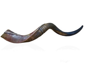 Shofar naturel casher en corne de koudou d’Israël à moitié poli stérile propre nouveau son parfait shofar yéménite fabriqué en Israël