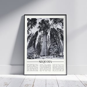 Sequoia National Park Black and White Poster, Sequoia Print, Sequoia Wall Art, Sequoia Gift, Sequoia Photo, United States, California