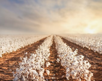 Texas Cotton Landscape for Digital Download