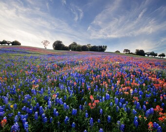 Hill Country Wildflowers for Digital Download