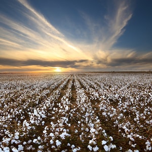 Texas Sunset over Cotton Field for Digital Download