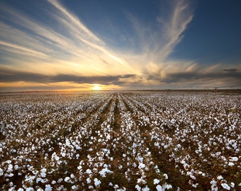 Texas Sunset over Cotton Field for Digital Download