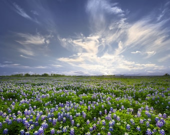 Bluebonnet Field for Digital Download