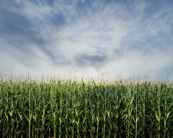 Corn Field Pano for Digital Download
