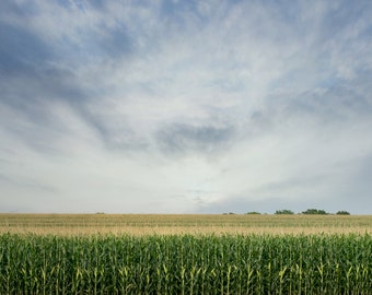 Panoramic Corn Field for Digital Download