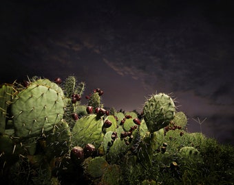Cactus for Digital Download