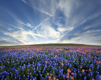 Wildflower Hill for Digital Download