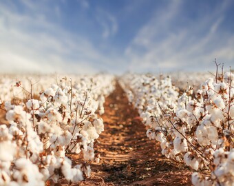 Blue Sky Cotton Field for Digital Download