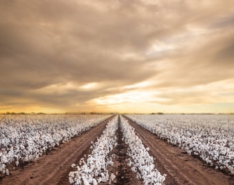 Cotton Rows for Digital Download