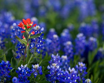 Texas Indian Paintbrush for Digital Download