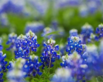 Bluebonnets for Digital Download